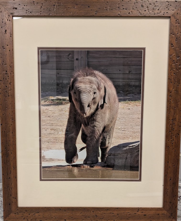 [Frankie at the Columbus Zoo] (Westerville Public Library)